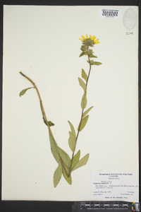 Silphium asteriscus image