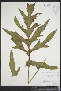 Silphium pinnatifidum image