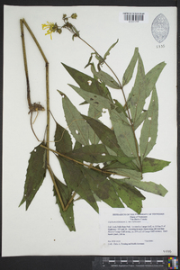 Silphium asteriscus var. trifoliatum image