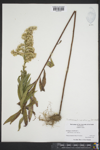 Solidago altissima subsp. altissima image