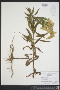 Solidago altissima subsp. altissima image