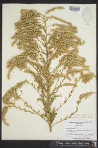 Solidago altissima subsp. altissima image