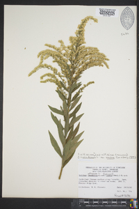 Solidago altissima subsp. altissima image