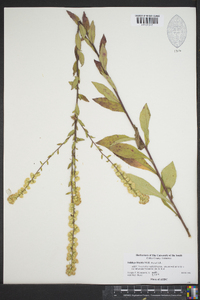 Solidago hispida image