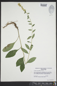 Solidago hispida image