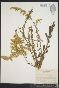 Solidago puberula image