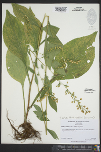 Solidago patula image