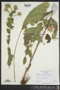 Solidago rigida subsp. glabrata image