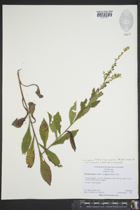 Solidago rugosa subsp. aspera image