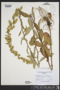 Solidago speciosa image