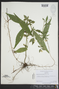 Symphyotrichum lanceolatum var. latifolium image