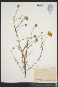 Symphyotrichum grandiflorum image