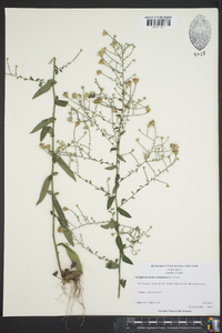 Symphyotrichum undulatum image