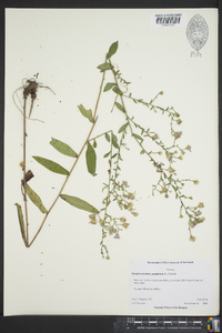 Symphyotrichum undulatum image