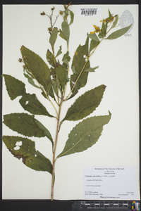 Verbesina alternifolia image