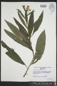 Verbesina alternifolia image