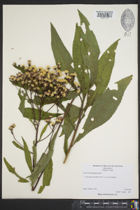 Vernonia flaccidifolia image