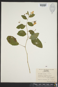 Impatiens pallida image