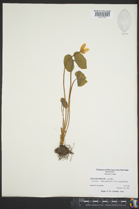 Jeffersonia diphylla image