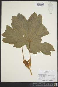 Image Associated With the Occurence