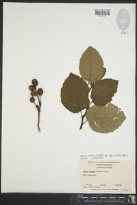 Alnus viridis image