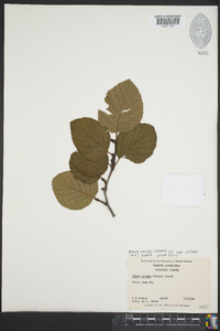 Alnus viridis image