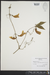 Bignonia capreolata image