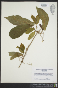 Bignonia capreolata image