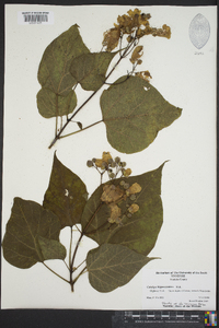 Catalpa bignonioides image