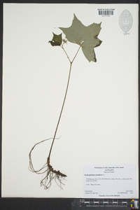 Hydrophyllum canadense image