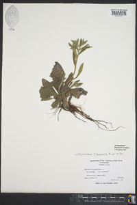 Lithospermum tuberosum image