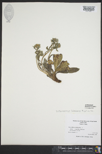 Lithospermum tuberosum image