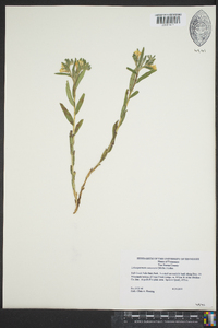 Lithospermum canescens image