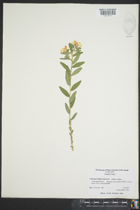 Lithospermum canescens image