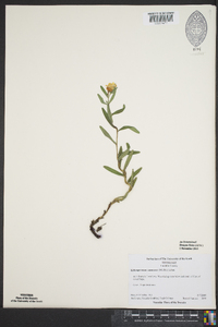 Lithospermum canescens image