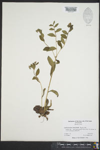 Lithospermum tuberosum image