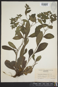 Lithospermum tuberosum image