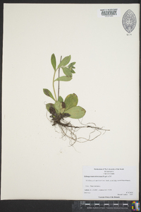 Lithospermum tuberosum image