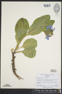 Mertensia virginica image