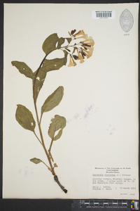 Mertensia virginica image