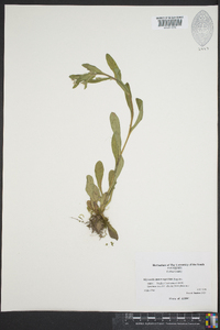 Myosotis macrosperma image