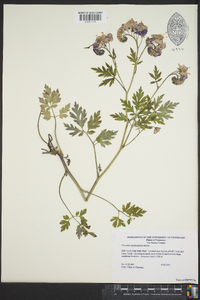 Phacelia bipinnatifida image