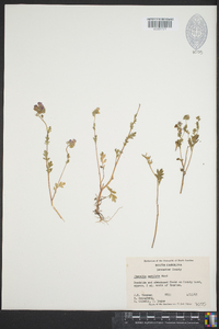 Phacelia maculata image