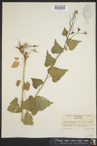 Alliaria petiolata image