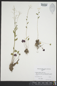 Cardamine bulbosa image