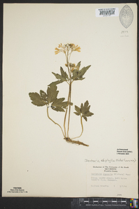 Cardamine diphylla image