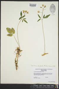 Cardamine diphylla image