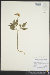 Cardamine diphylla image