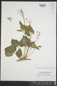 Cardamine diphylla image