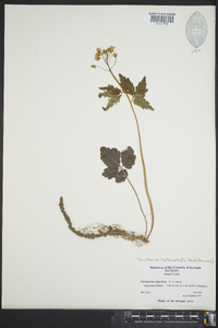 Cardamine angustata image